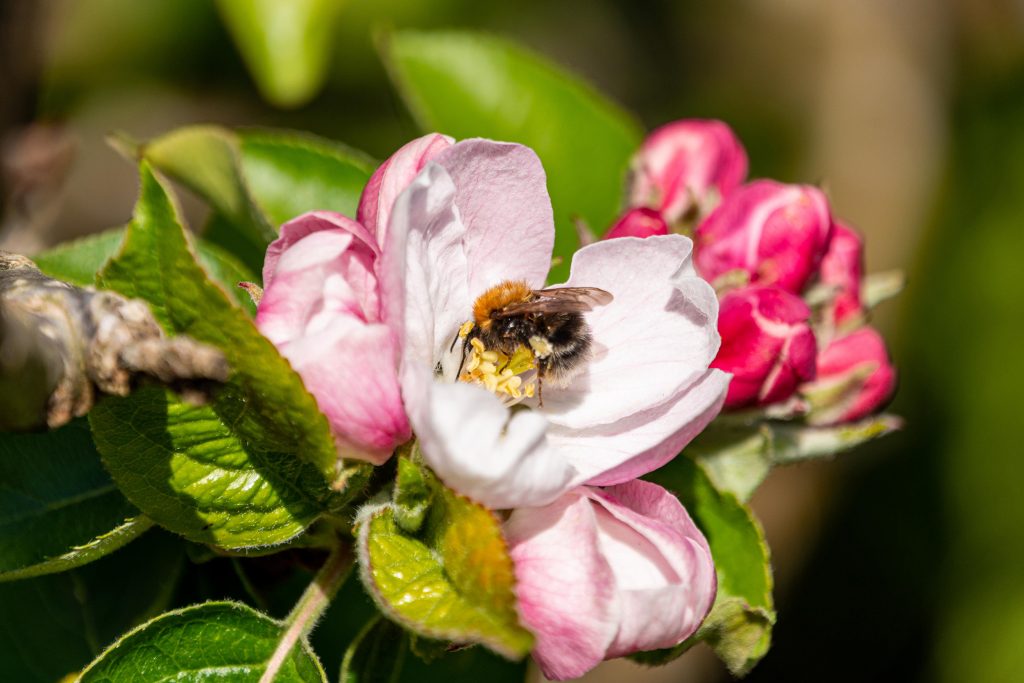 a tree bumblebee on apple blossom flowers