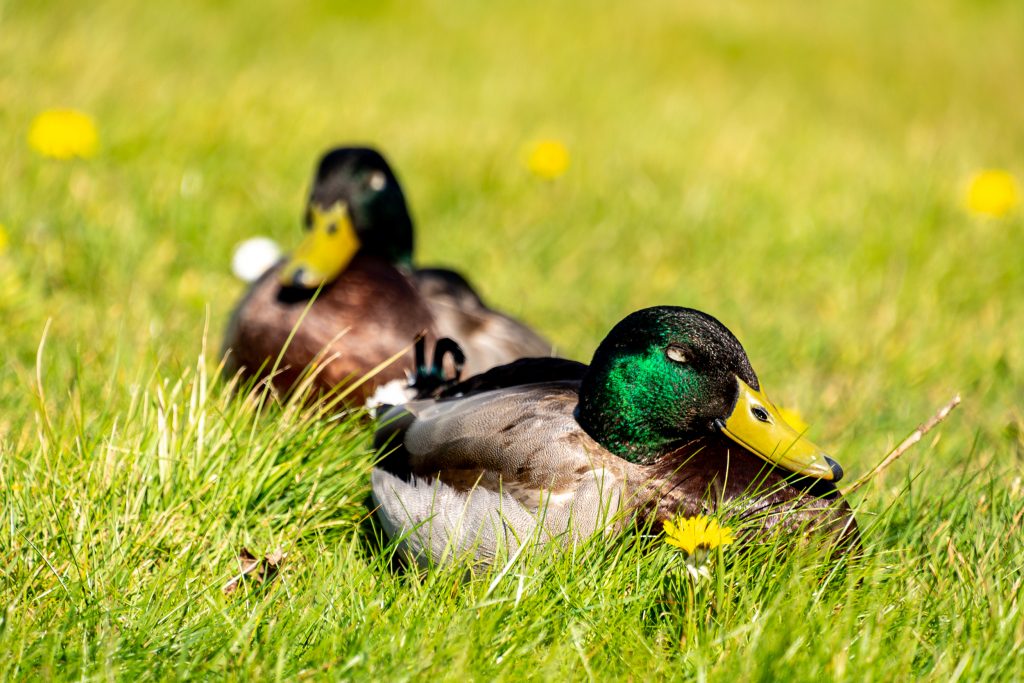 male and female mallard ducks resting in the grass in the sun